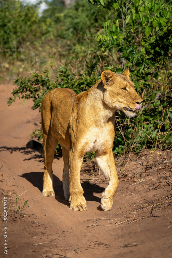 Lioness stands on sandy track lifting paw Lioness stands on sandy track lifting paw