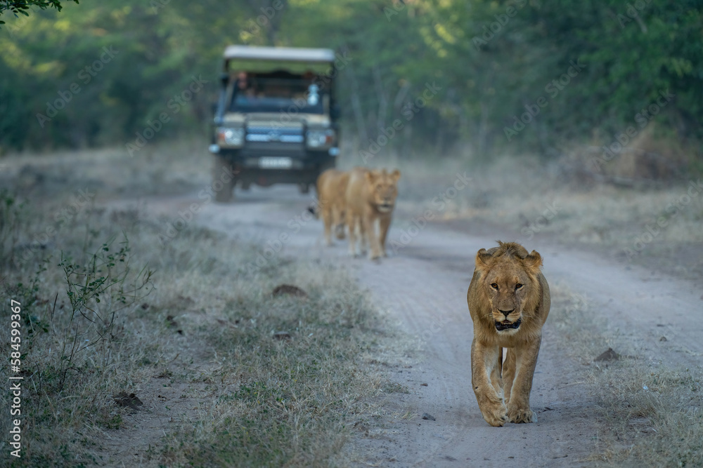 Lions walking along track away from vehicle Lions walking along track away from vehicle