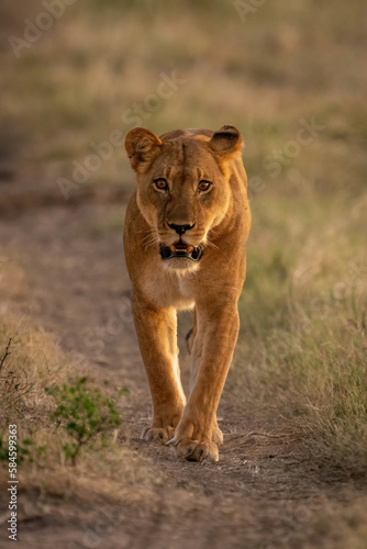 Lioness walks towards camera on sandy track © Nick Dale
