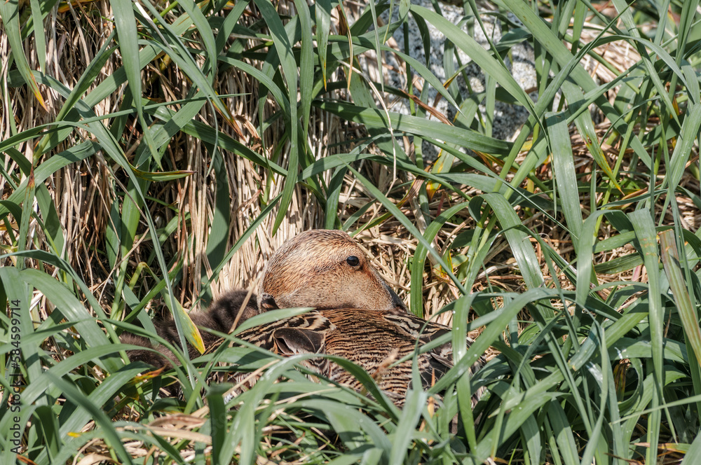 Female of North Pacific Eider (Somateria mollissima v-nigrum) at nest in Chowiet Island, Semidi Islands, Alaska, USA