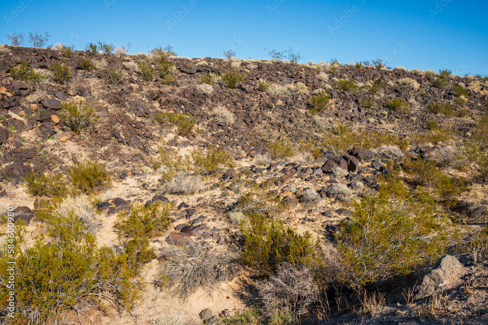Brushlands Along Trail at Mojave National Preserve
