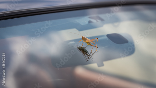 A hungarian grasshopper species (Gampsocleis glabra) reflected on the windshield of a car. Protected insect.