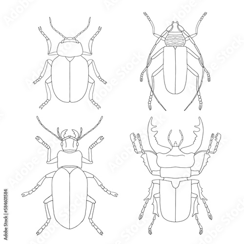 Set of beetles, simple linear outline drawing by hand. Vector, isolated on white background. View of insects from above. Stag beetle, leaf beetle, barnacle beetle, carabus.