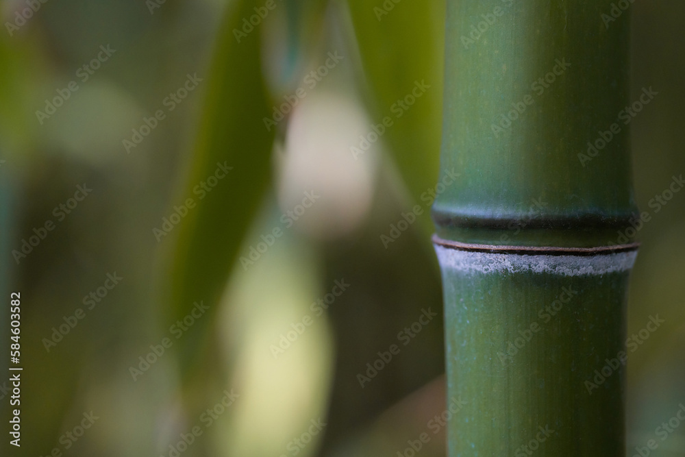 Obraz premium Close up of a Bamboo stalk. Bamboo forest. Selective focus. Green colored.