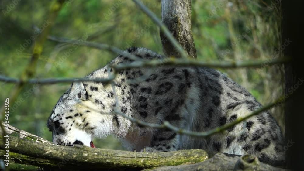Snow leopard