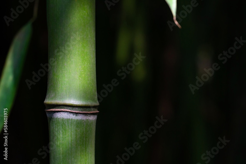 Selectove focus of a bamboo stem with sunlight. Bamboo surface and texture. Dark background. Silhouette and shadow.