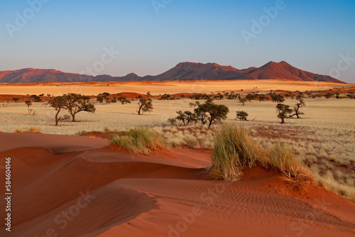 huge sand dunes in the Namib Desert with trees in the foreground of Namibia