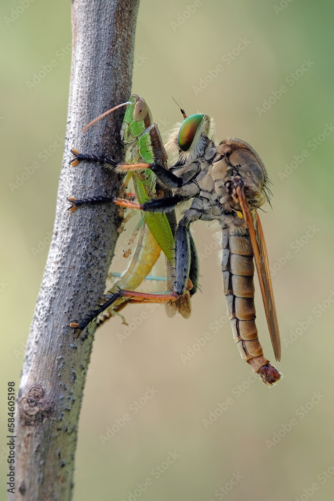 robberfly with prey robberfly with prey