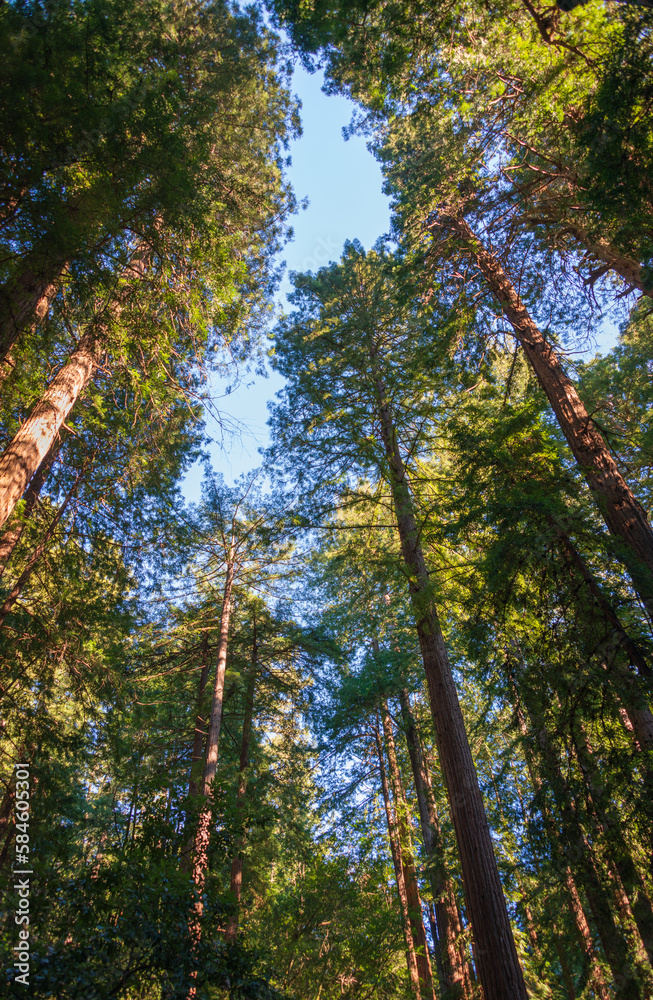 Fototapeta premium Towering Pines, Muir Woods National Monument