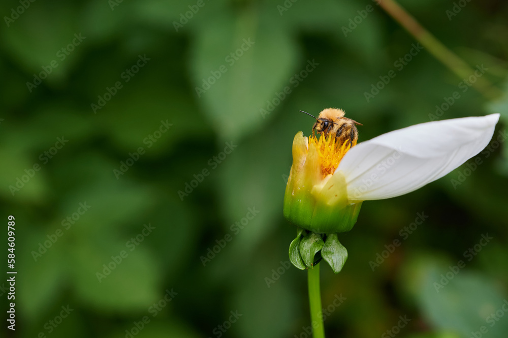 Biene auf einer Blüte beim Pollen aufnehmen Biene auf einer Blüte beim Pollen aufnehmen