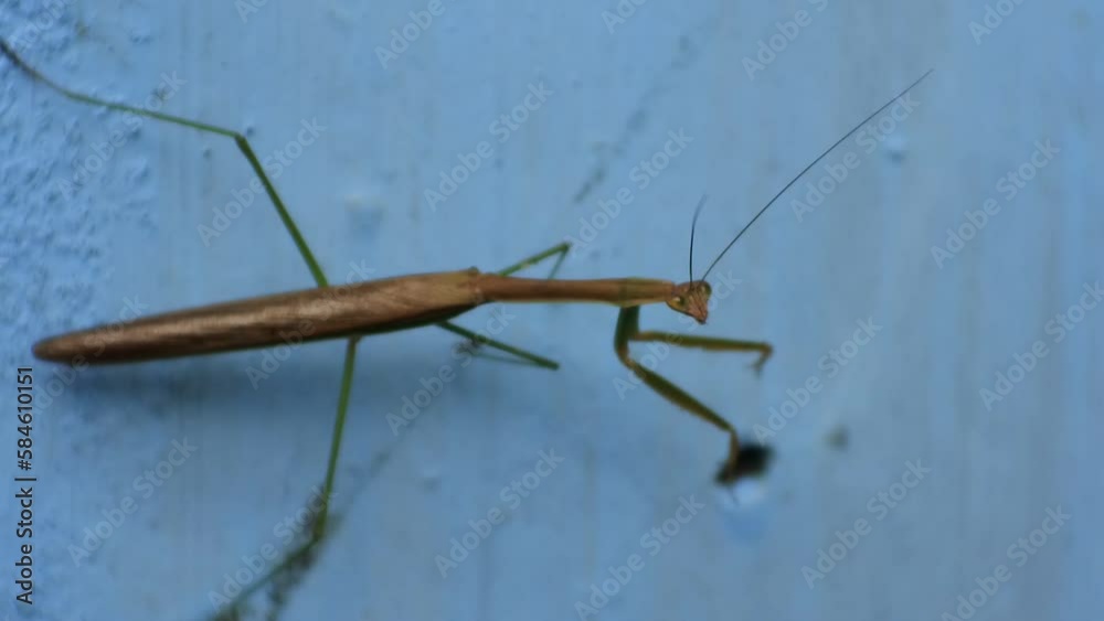 custom made wallpaper toronto digitalPraying mantis against blue wall. An insect that belongs to the order Mantodea.