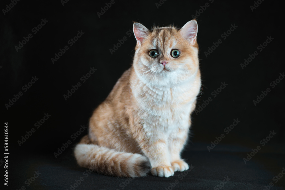 scared British shorthair kitten of golden color sitting on a black background