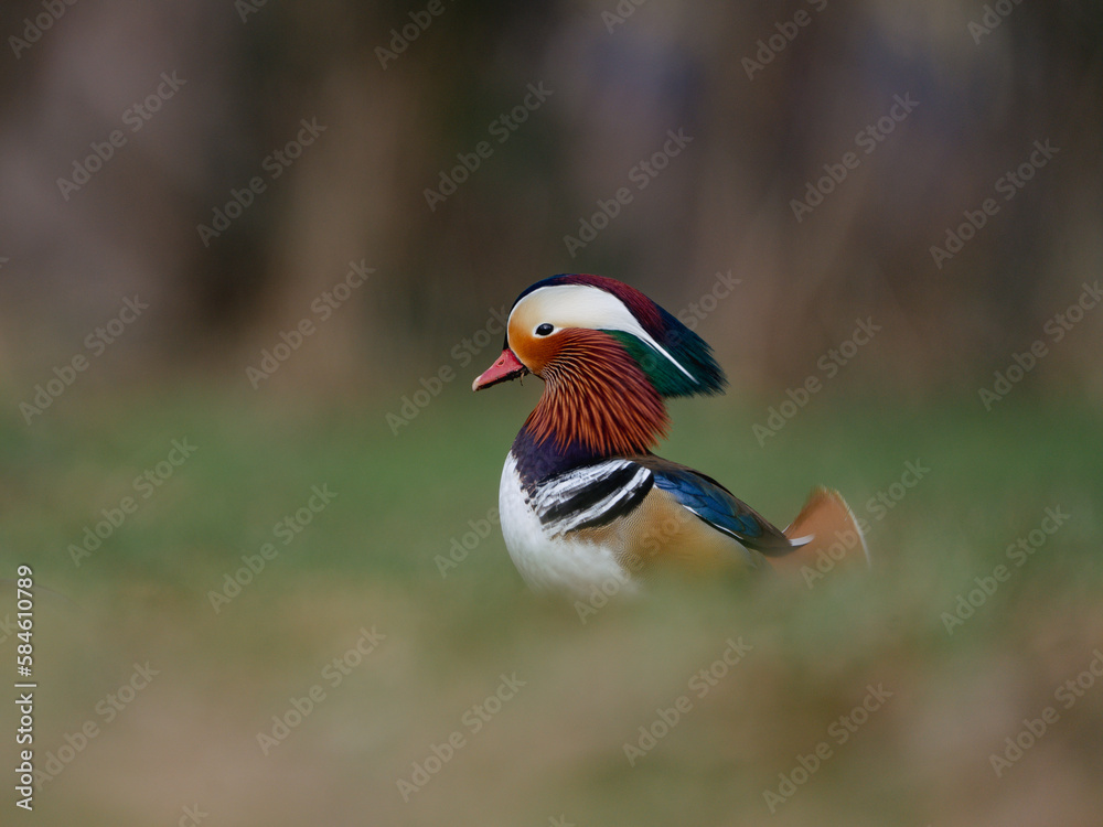 Fototapeta premium Mandarin Duck colorful 