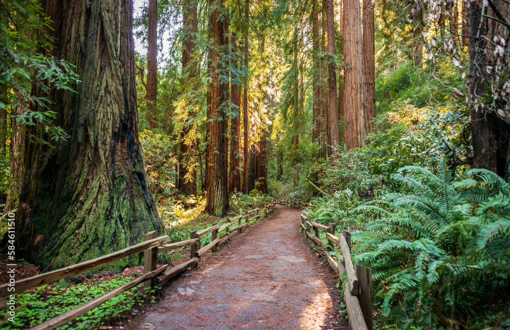 Fototapeta premium Towering Pines, Muir Woods National Monument