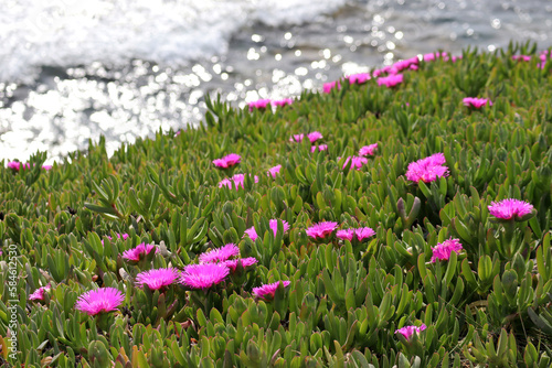 Pink flowers (Carpobrotus) on the shore of the Mediterranean Sea, near the town of Cap d'Ail.