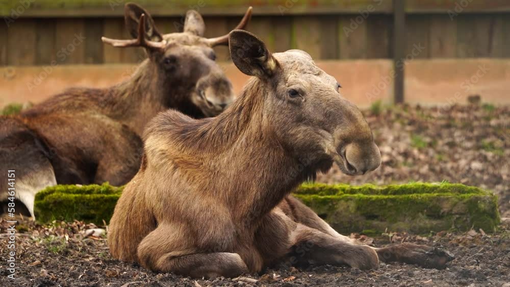Moose Moose