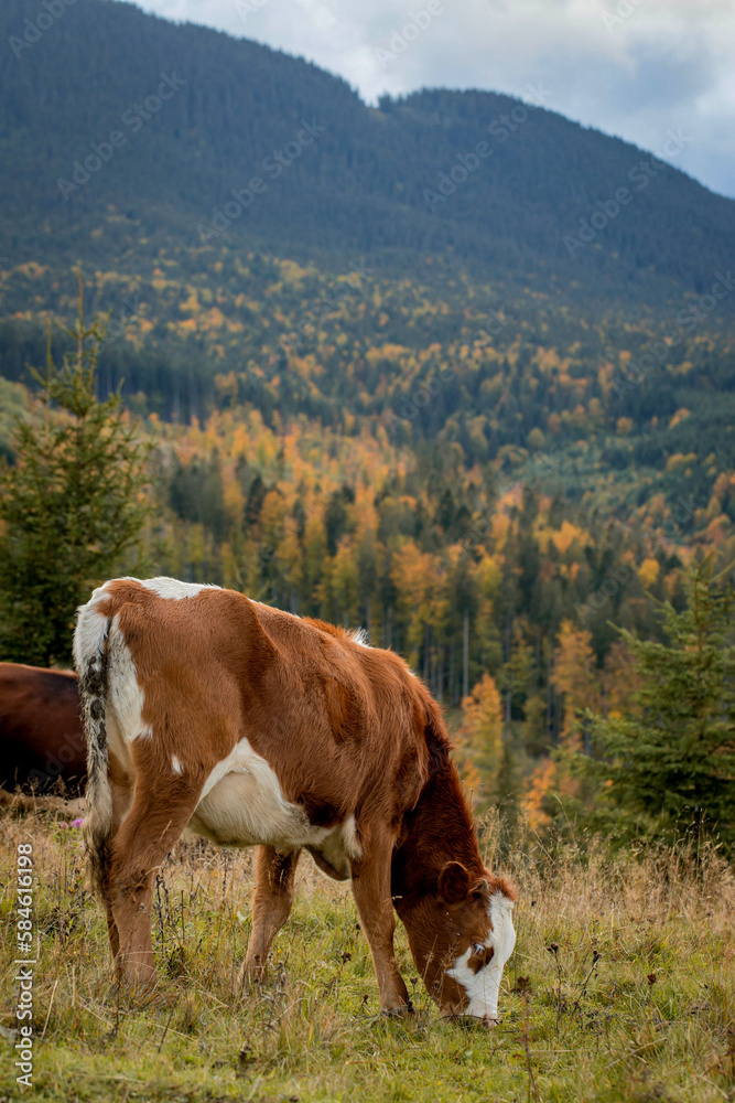 Close-up of a calf grazes on a mountain pasture, healthy calf grazes grazing