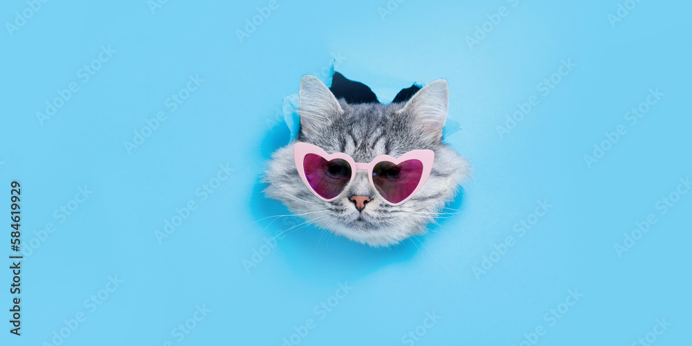 Smiling kitten in funny glasses on trendy blue background. Lovely gray cat climbs out of hole in colored background. Free space for text. - obrazy, fototapety, plakaty 