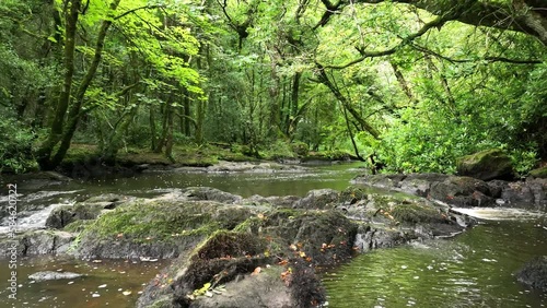 drone pull back shot of stream in virginia deer park forest in ireland