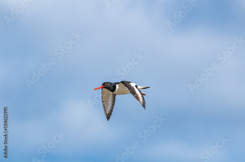 Eurasian Oystercatcher (Haematopus ostralegus) in Barents Sea coastal area, Russia