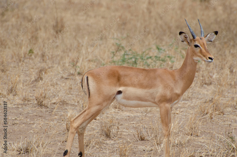 impala in the savannah impala in the savannah