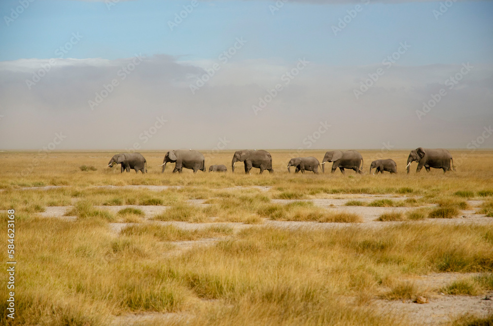 herd of elephants