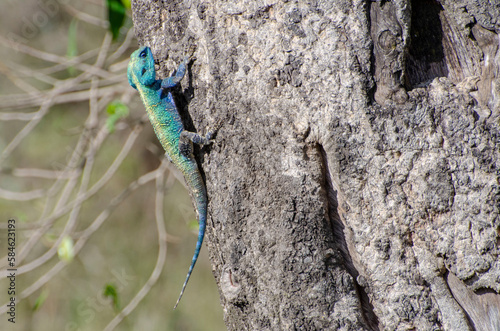 colourful lizard on a tree