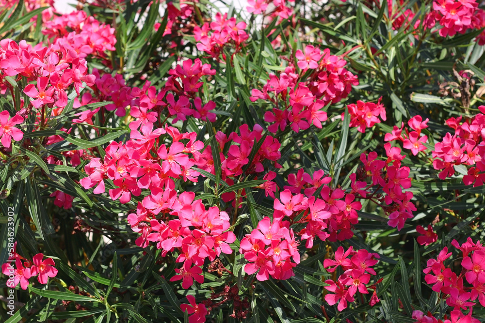 Naklejka premium Pink oleander flowers in the garden. Selective focus.