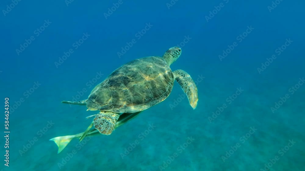 Green Sea Turtle with Remora fish on its shell floats up to breathe, reflecting on surface of blue ocean in calm, on sunny day in sunbeams, Back view, Slow motion