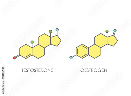 Testosterone and Oestrogen molecula structure. colorful line icon isolated on white background. Male and female sex hormone molecule. strong emotions, energy symbol