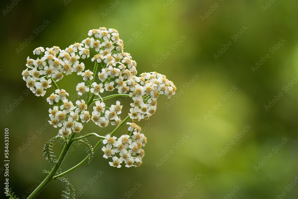  Yarrow  or Achillea millefolium flowers on nature background.