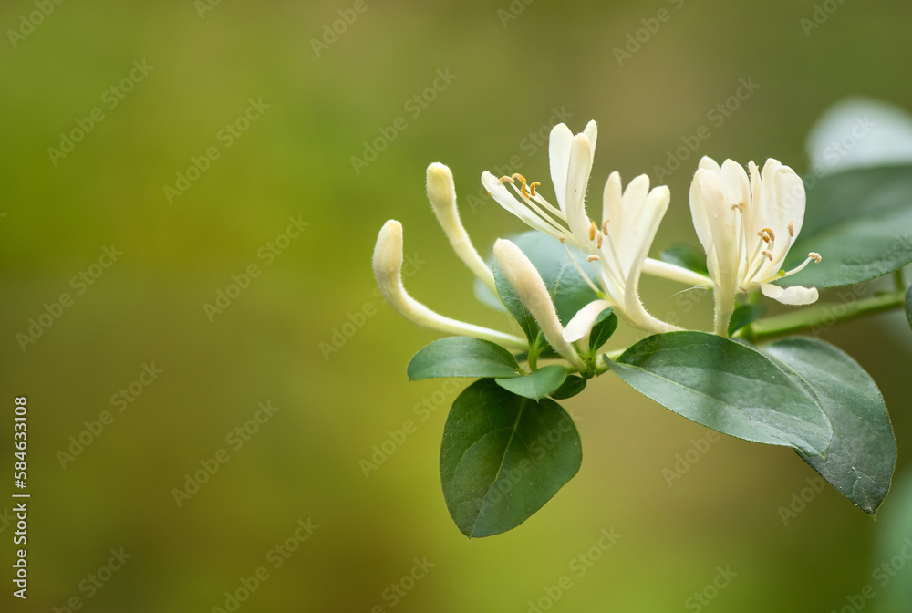 Japanese Honeysuckle flowers on nature background.