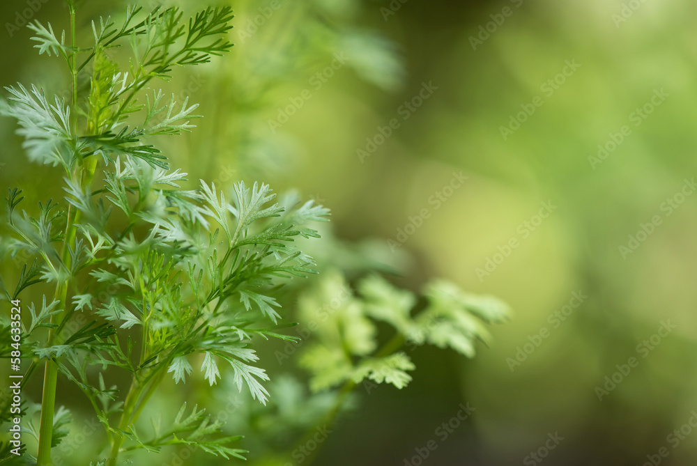 Coriander branch green leaves on nature background.
