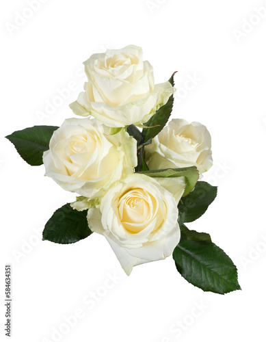 White roses isolated on transparent