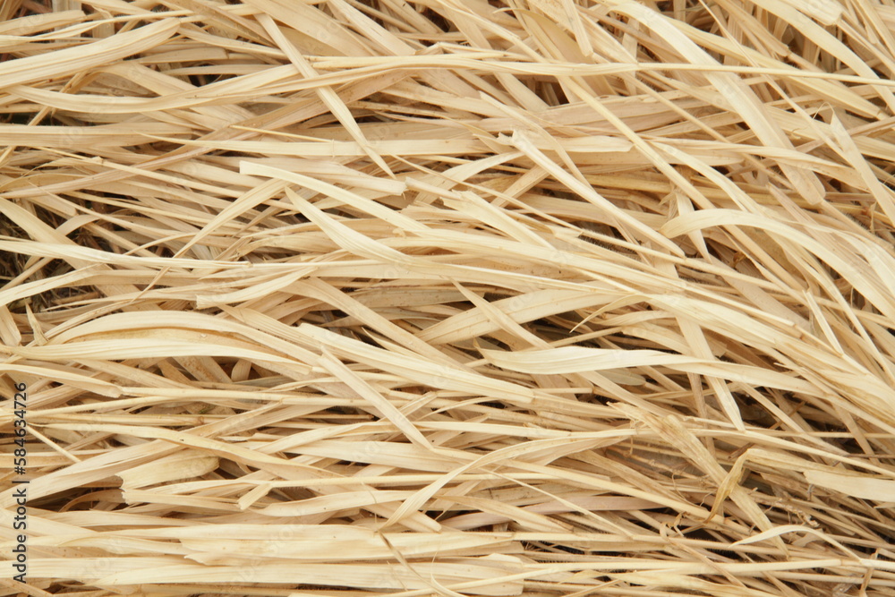 Beige dry brushwood texture, 4k Beige dry brushwood texture, 4k