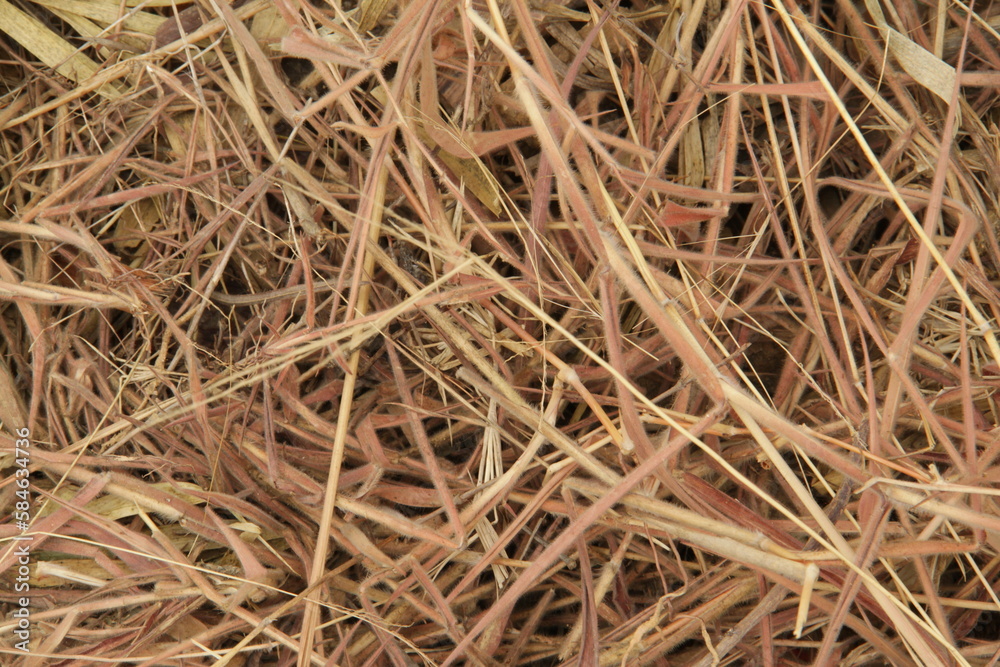 Dry grass texture, vegetation typical of the semi-arid region of Brazil, 4k Dry grass texture, vegetation typical of the semi-arid region of Brazil, 4k