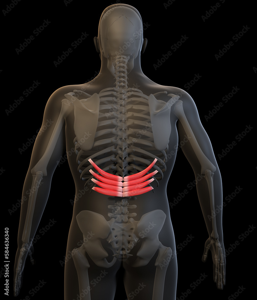 3D Illustration of the Human Serratus Posterior Inferior Muscles 3D Illustration of the Human Serratus Posterior Inferior Muscles