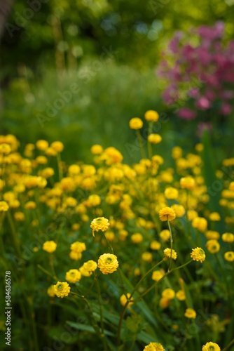 Beautiful Double Meadow Buttercup with bright yellow golden flowers on spring flowerbed