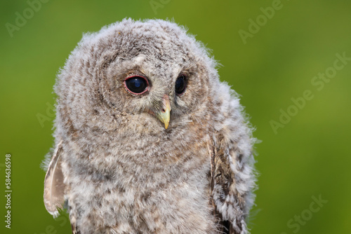 A portrait a Tawny Owl chick against a green background 