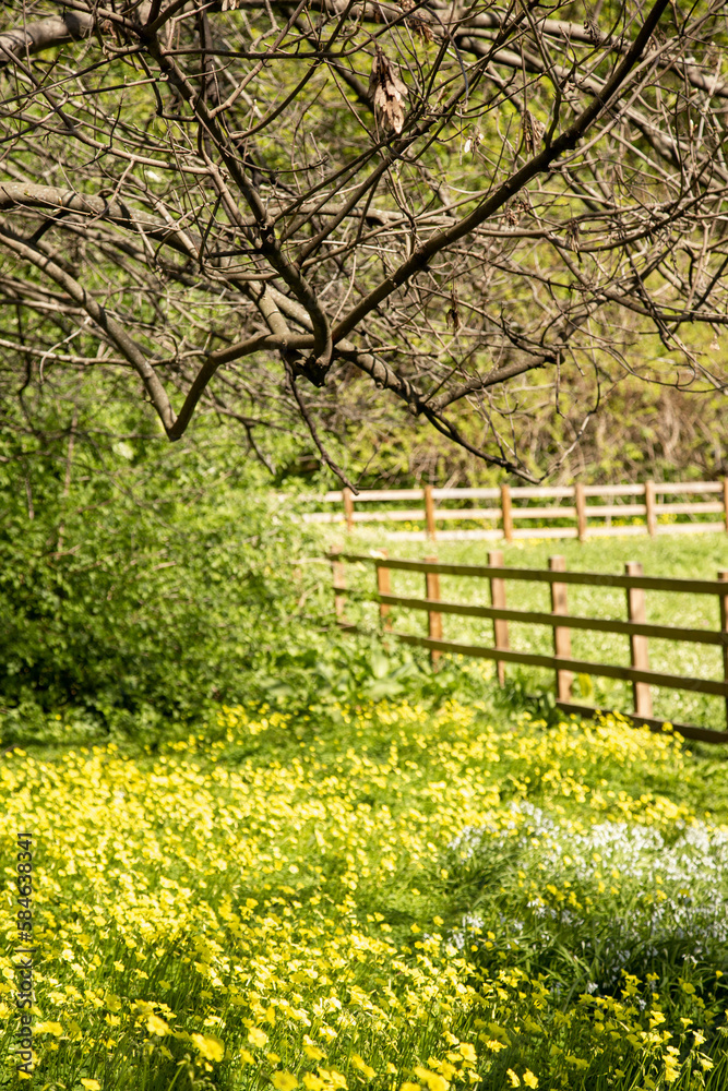 spring in the park