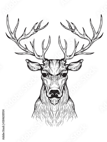 Illustration of deer