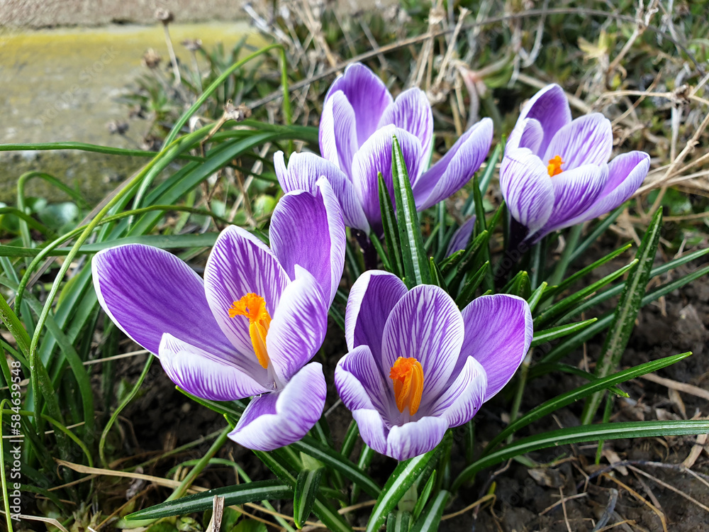 crocus at spring - violet flowers bloom closeup crocus at spring - violet flowers bloom closeup