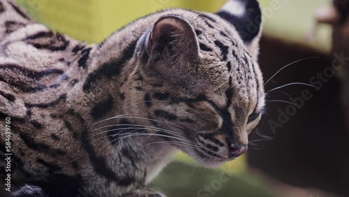 Rare South American Margay, Leopardus wiedii