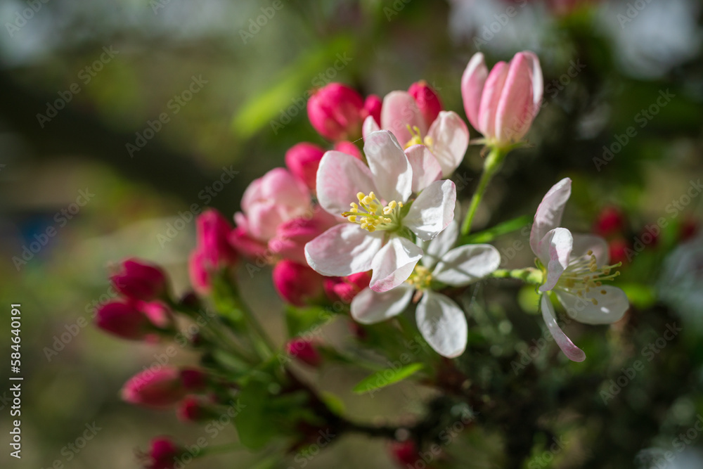 Wild Cherry Blossoms with Red and Pink Colors Wild Cherry Blossoms with Red and Pink Colors