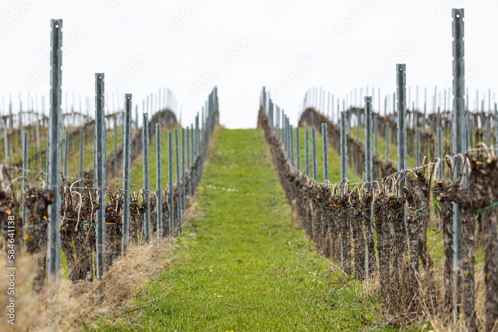 Fototapeta premium beschnittene Weinreben auf Wiese im Fruehjahr