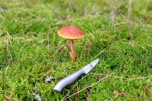 The edible mushroom Golden boletus Aureoboletus projectellus grows on green moss in a beautiful forest. A mushroom with a red cap on a high stalk and a knife. Gathering mushrooms in the forest photo