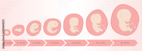 Embryo development in weeks baby toddler vector illustration