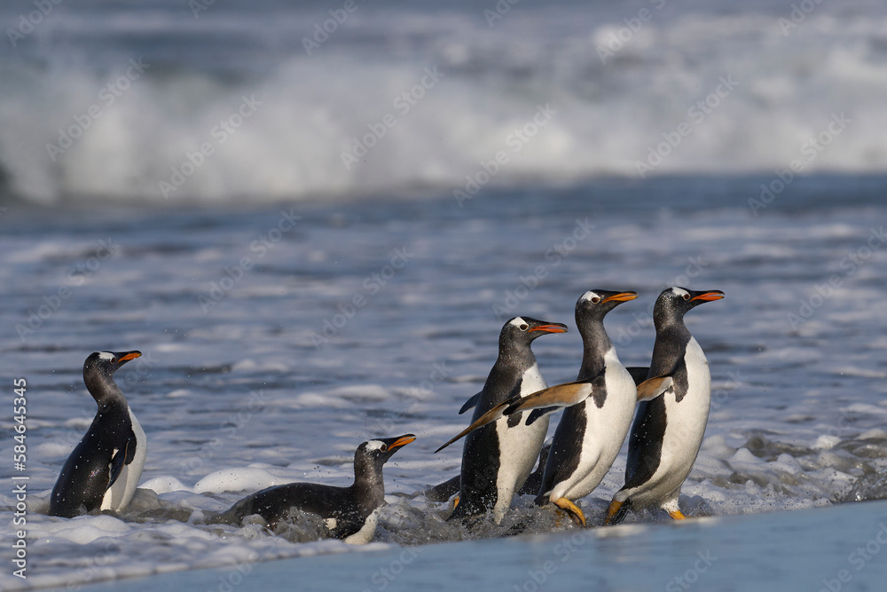 Fototapeta premium Gentoo Penguins (Pygoscelis papua) coming ashore after feeding at sea on Sea Lion Island in the Falkland Islands.