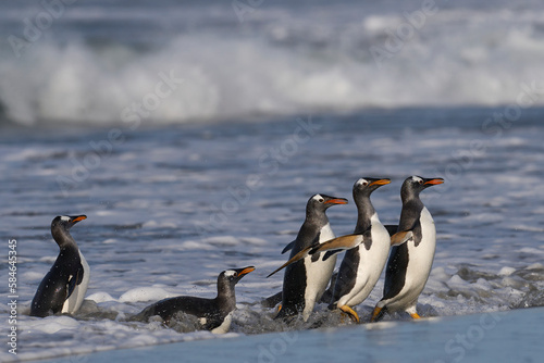 Gentoo Penguins (Pygoscelis papua) coming ashore after feeding at sea on Sea Lion Island in the Falkland Islands.