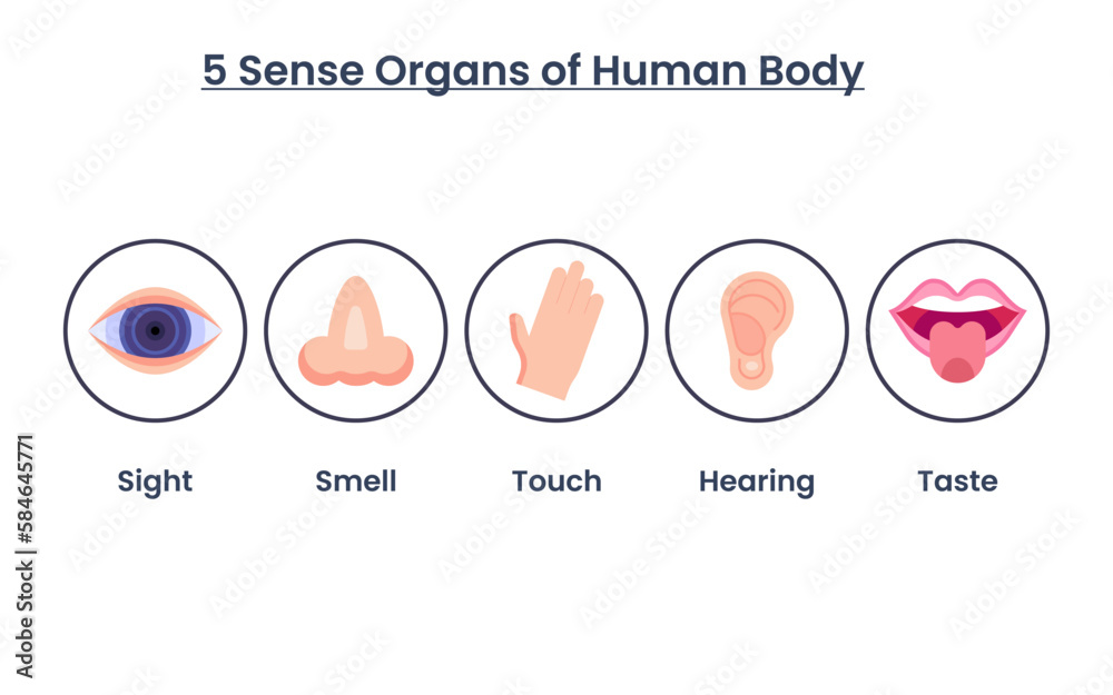 Five types of human sense with name, sight, hear, smell, taste, touch ...
